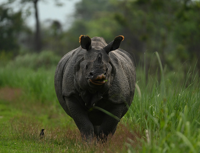 Kaziranga Jungle Plan(3N/4days) 