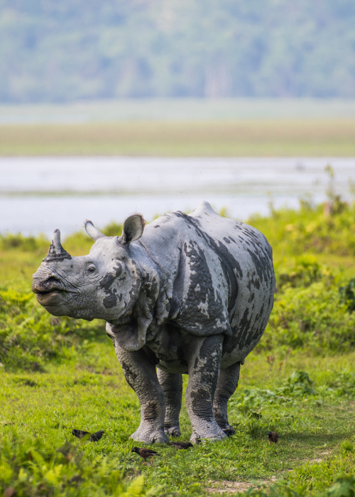 Assam